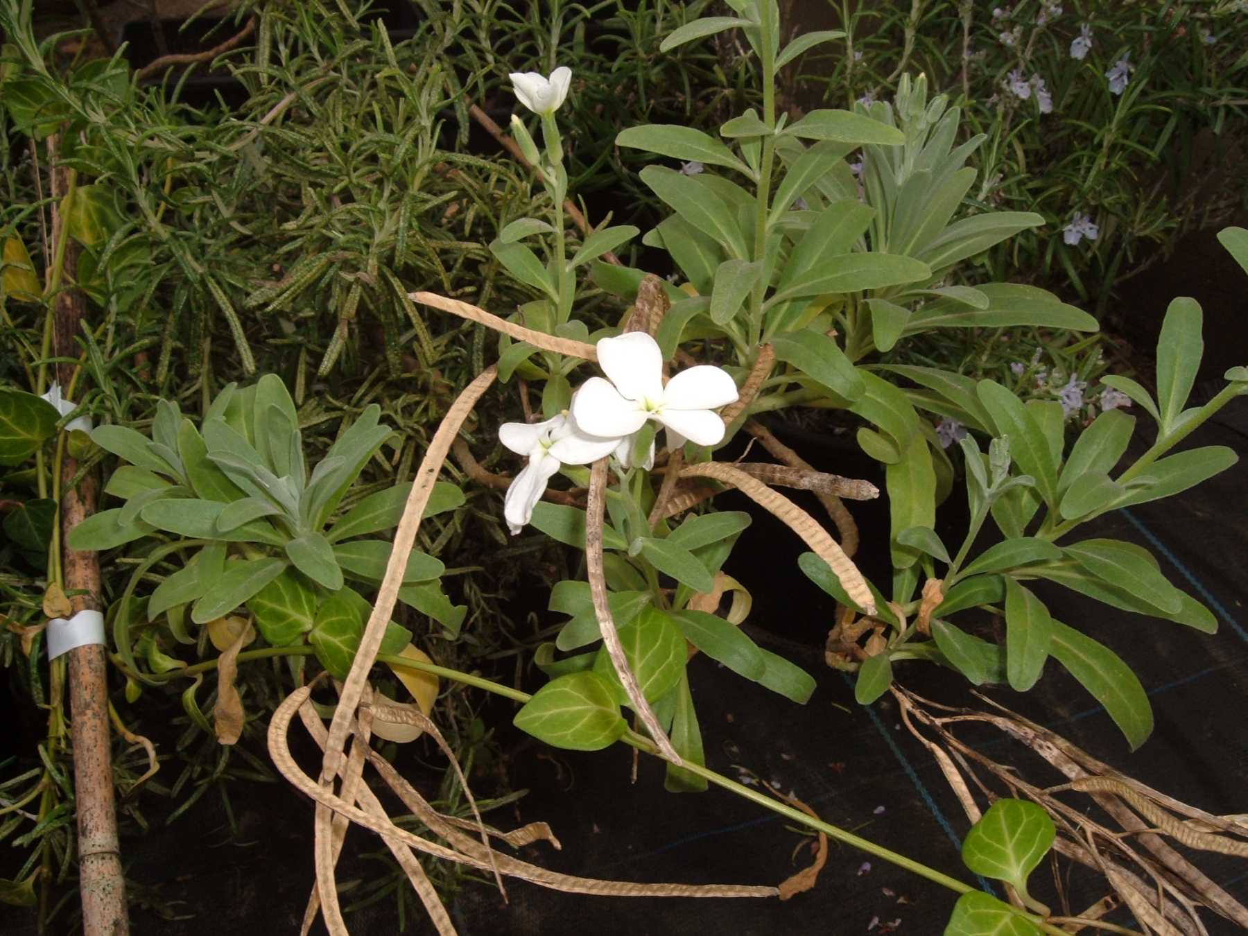 Matthiola incana